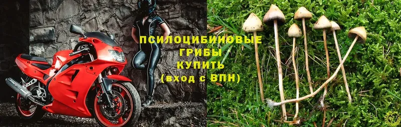 Галлюциногенные грибы Psilocybe  где продают наркотики  ссылка на мегу ТОР  Искитим 